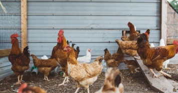 Суд отменил решение о закрытии Среднеуральской птицефабрики