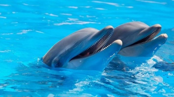 Ученые из США предложили $20 000 за сведения об убийцах дельфинов