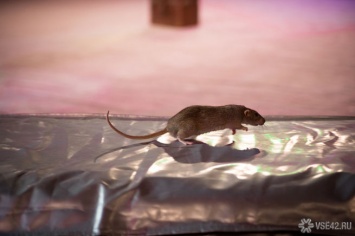 Инспекторы нашли среди продуктов в кемеровском магазине крысиные фекалии