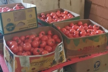 Уничтожение томатов