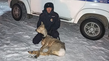 В Горно-Алтайске спасли косулю, которая застряла в ограждении школы