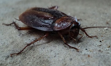 Гигантский летающий таракан оставил австралийского студента без еды