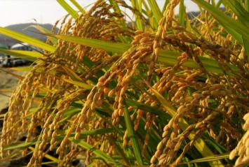Ученые открыли ген риса, способствующий богатому урожаю