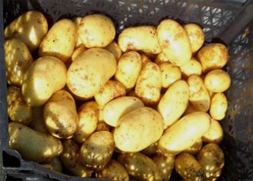 Фермеру из Приамурья продали украденную у него же картошку