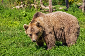 Кузбассовцы услышали медвежий рев около санатория