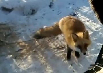 Лиса напала на человека в Приамурье