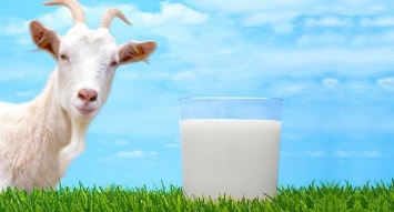 Специалисты объяснили, почему стоит пить козье молоко