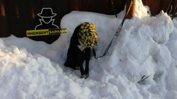 Собаку в Барнауле привязали к столбу, замотав ее голову в тряпку