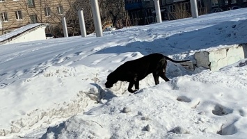Бойцовский пес на Алтае загрыз одну собаку и покалечил вторую