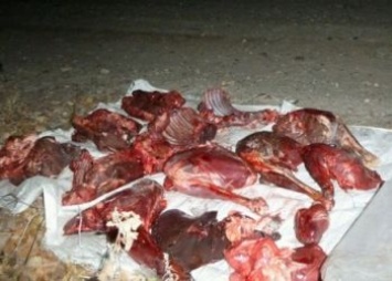 Внедорожник, забитый «диким» мясом, остановили в Новобурейском