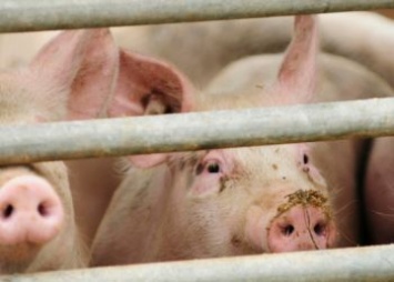 Компенсации за утраченных из-за вспышки АЧС свиней получат жители еще одного амурского села