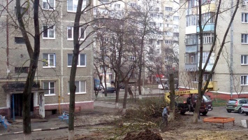 Они были больными. В мэрии Белгорода прокомментировали вырубку деревьев во дворе пятиэтажки