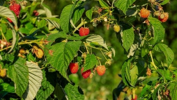 За «розовой» зимой в России последует «малиновое» лето