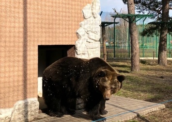 Точно весна. В зоопарке Белгорода медведи вышли из спячки