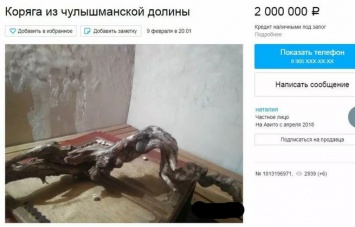 Жительница Алтайского края решила продать "уникальную" корягу за 2 млн рублей