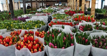 Перед 8 Марта в Екатеринбург привезли 450 тонн цветов