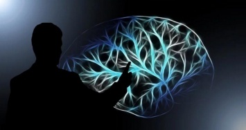 Нейробиологи рассказали об удивительных фактах о головном мозге