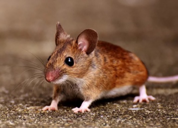 Ученые из России смогли излечить одну из форм рака у мышей