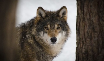 Кузбассовцы предупредили о стае волков около города