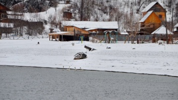 В этом году на Телецком озере зимовали лебеди-кликуны