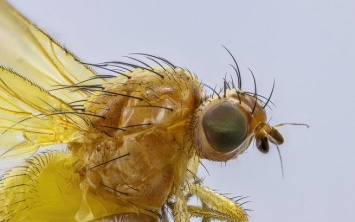 Американские ученые назвали новый вид насекомых в честь Леди Гаги