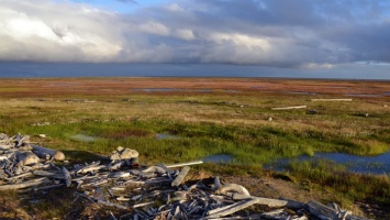 Алтайские ученые приняли участие в исследовании почв Арктики