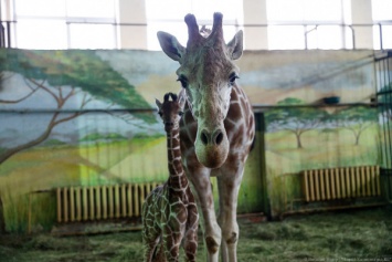 Калининградский зоопарк закрыли из-за урагана
