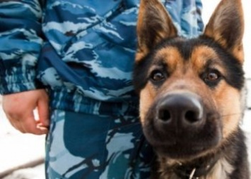 Жителя Шимановска выдала служебная собака