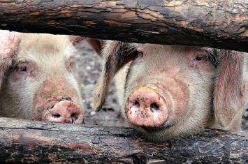 В Югре начали закрываться свинокомплексы. Фермеры обратились к депутатам Югры с просьбой помочь им выжить