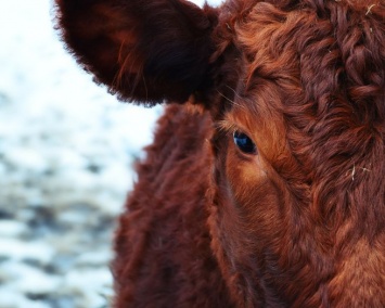 Забывчивая жительница Кузбасса погибла из-за сбежавших коров