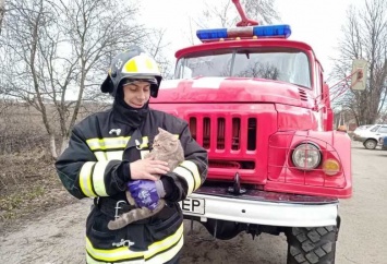 В Ракитном пожарные спасли застрявшего на дереве кота