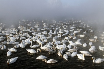 Летите лебеди. На озере Светлом подходит к концу сезон зимовки лебедей