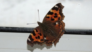 В Алтайском крае заметили первую весеннюю бабочку