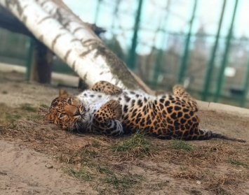 Белгородский зоопарк откроется через две недели