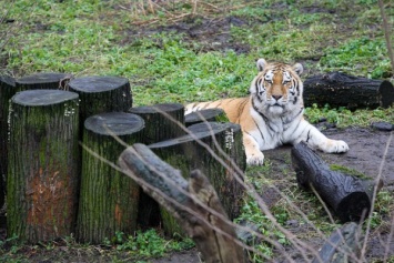 Калининградский зоопарк передумал снижать стоимость билетов