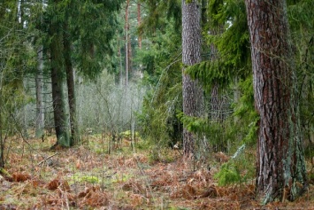Укравший золотую цепочку калининградец жил в лесу в шалаше, скрываясь от полиции