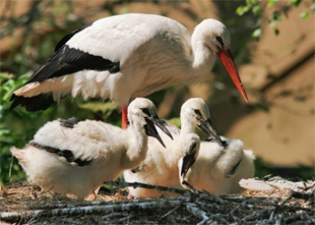 В Приамурье специалисты ждут от аистов больше птенцов