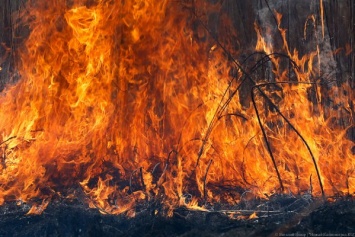 МЧС: за прошедшие выходные в Калининградской области 33 раза поджигали сухую траву