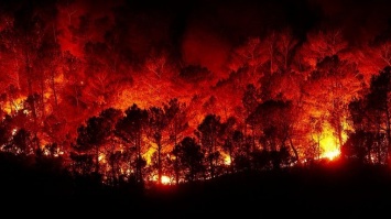 Глава Росгидромета заявил о возможности ранних лесных пожаров
