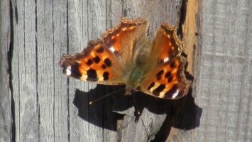 По Алтайскому краю уже залетали бабочки