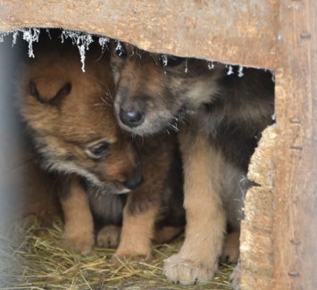 В Нижневартовске зоозащитники нашли в отлове 18 мертвых щенков