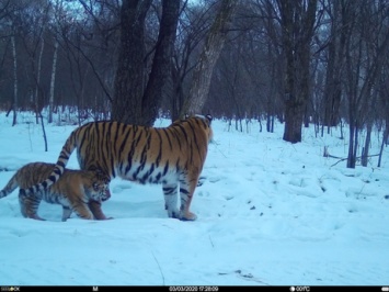 Фотоловушки зафиксировали краснокнижных тигрят в ЕАО