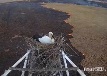 Гнездо аистов под Тамбовкой оказалось в эпицентре пожара