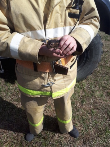 Белгородский пожарный спас едва не сгоревшего в траве зайчонка