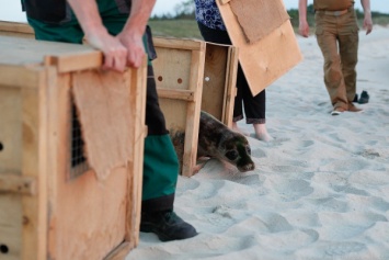 Калининградский зоопарк не сможет брать тюленей на реалибитацию в этом году