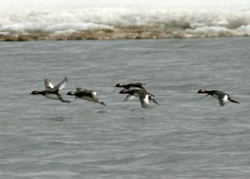 Мобильные группы для охраны мигрирующих птиц созданы в Приамурье