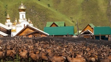 Необычную базу отдыха с пятнистыми оленями продают в Алтайском крае