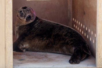 «Биосфера Балтики» показала, как выхаживают первого взятого на реабилитацию тюлененка (видео)
