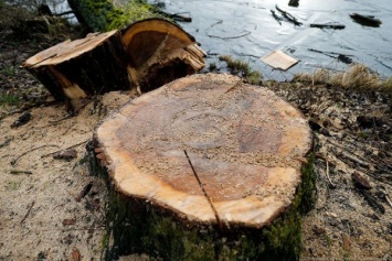 Активисты требуют переделать проекты дорожных ремонтов так, чтобы не вырубать деревья