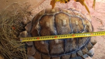 Барнаулец выставил на продажу редкую 20-летнюю черепаху